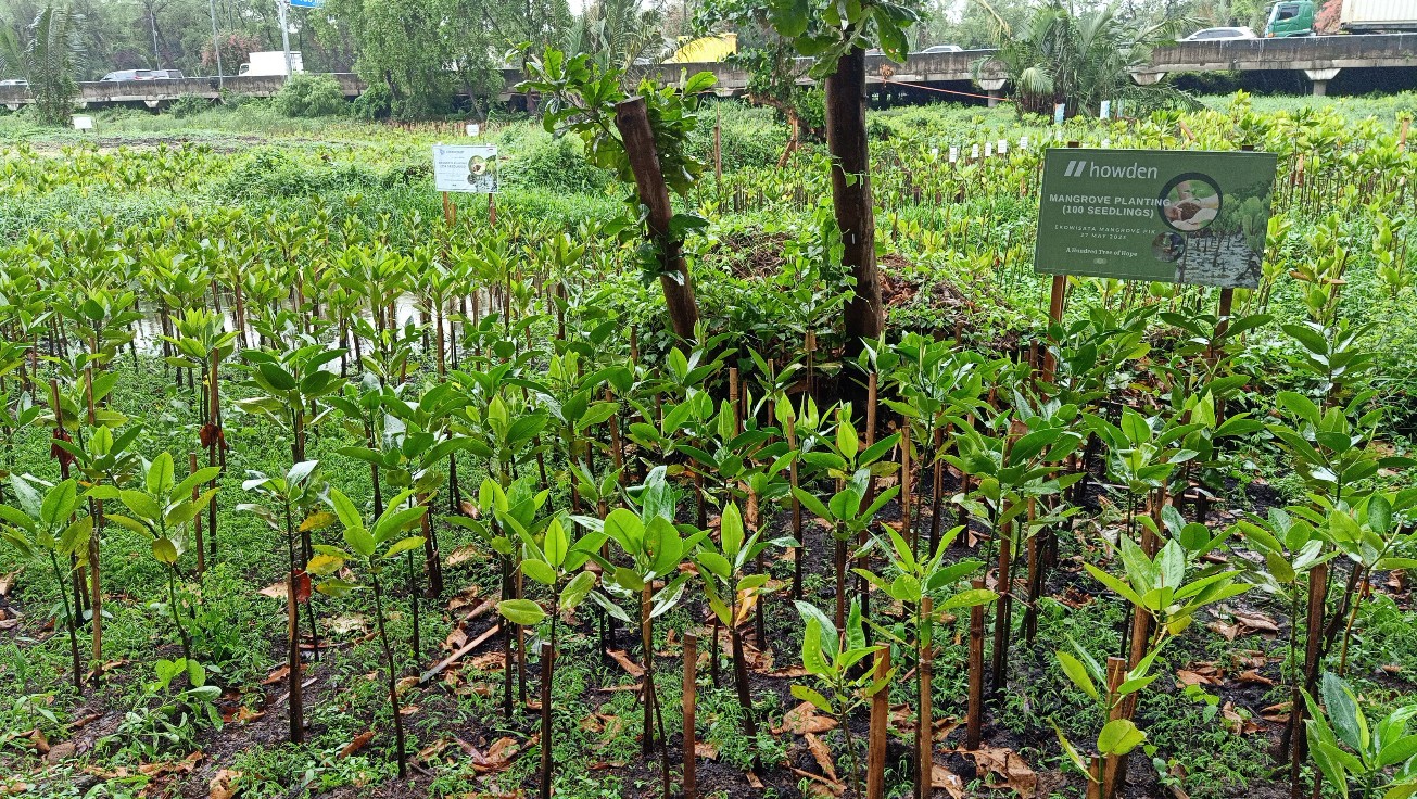 Hutan mangrove