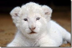 Pretty_White_Lion_Cub