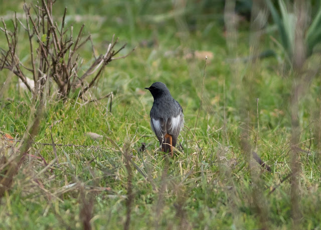 Black Redstart - Mallorca