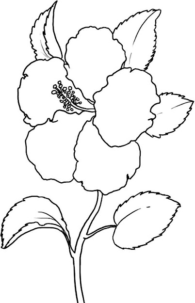 Hibiscus Plant Coloring Pages Coloring Pages