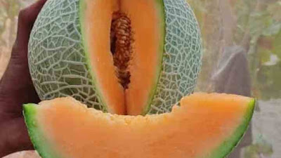 Petani Muda Desa Adiwerna Binaan Dewi Aryani Sukses Panen Melon Jepang