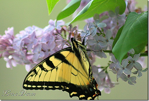 Butterfly2_Lilac