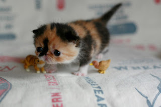 really tiny really cute kitten photo funny animals