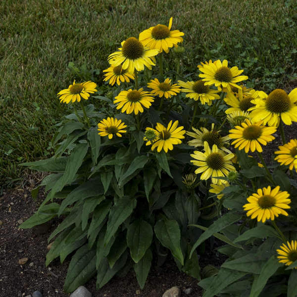 A list of over 20 of the newest and best perennials for 2020 that are must haves in the garden.