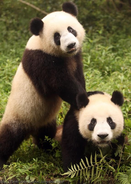 panda bears pictures 3