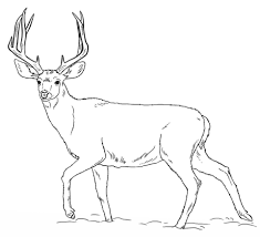 Wild Deer Coloring Sheet Ideas