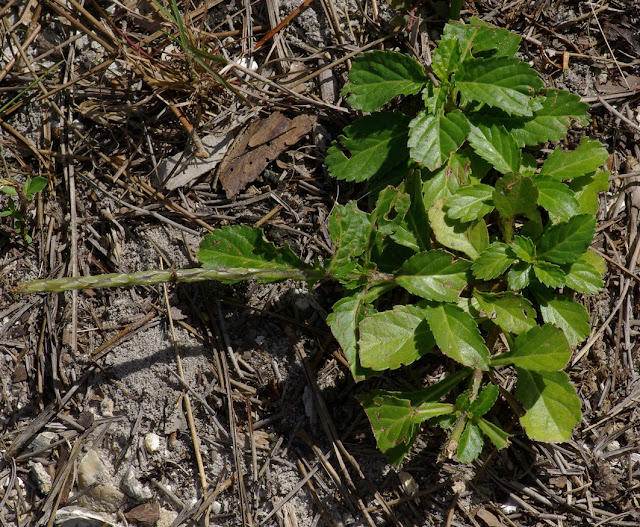 Stachytarpheta jamaicensis