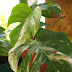 Monstera deliciosa variegata – Update