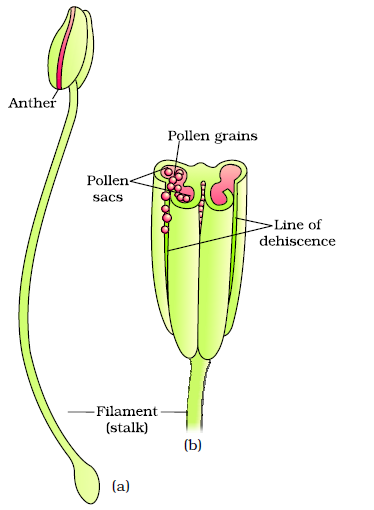 DRGP Institute: Stamen, Microsporangium and Pollen Grain