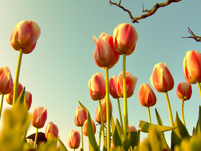 tulip wallpapers. Tulip Wallpaper