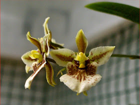 Tolumnia triquetra, orchid species on flowering, flowers detail