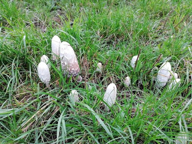 Sauerland wandern Wetter blog Henesee Meschede Pilze