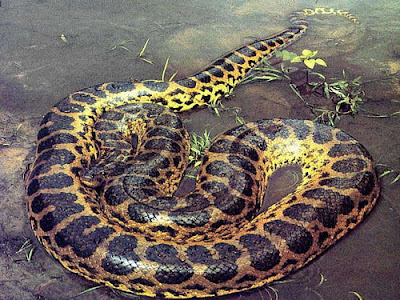 anaconda verde Eunectes murinus