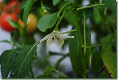 min frösådda chili
