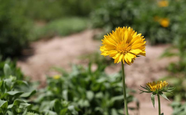 Gaillardia Grandiflora Mesa Yellow Flowers