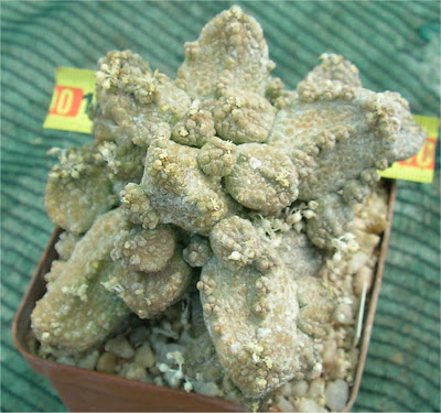 Pseudolithos caput-viperae