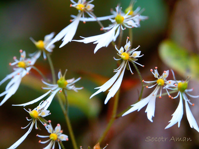 Saxifraga cortusaefolia