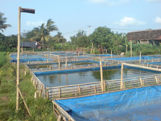 Budidaya, Ikan, Lele, di, Kolam, Terpal