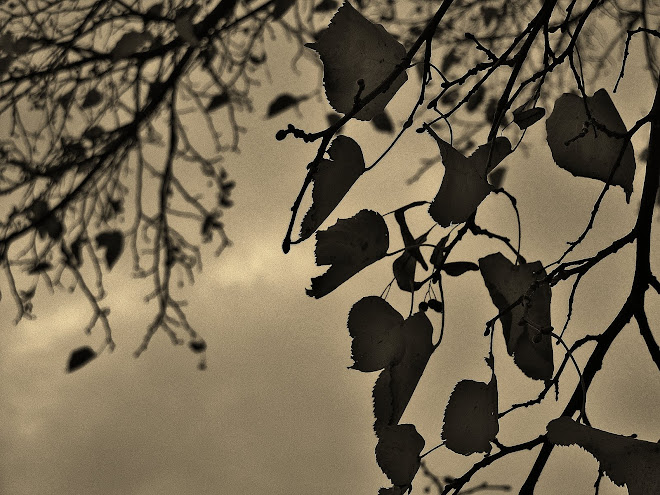 Otoño en sepia...