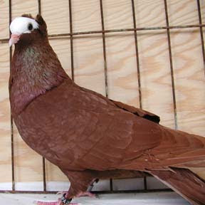 South German Priest Pigeon