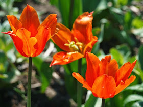 Orange, liljeformet tulipan i haven giver haven energi og dristigt look