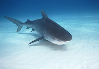 Bull Shark Photo Gallery