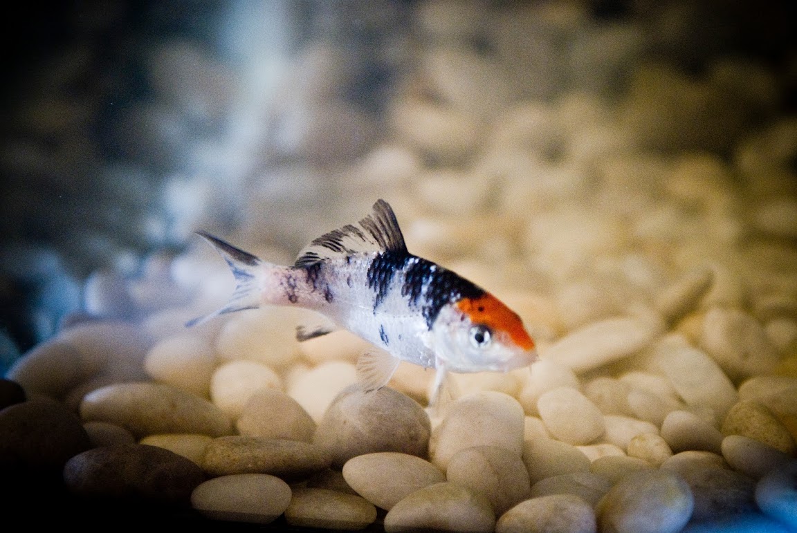 jeffwongdesign: My Mini Koi Aquarium