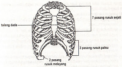 rangkuman singkat, kerangka manusia, tulang manusia, bagian tulang manusia, kulit manusia, pelajaran sekolah dasar, ipa, ilmu pengetahuan alam, penyakit pada tulang, fungsi tulang, jenis kulit, fungsi kulit