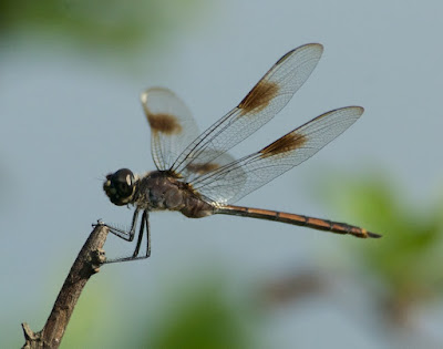 Four-spotted Pennant (Brachymesia gravida) 