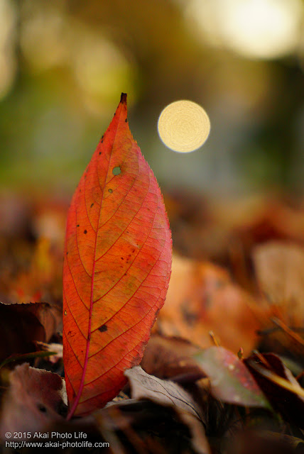 真っ赤に紅葉した葉っぱの発色が気に入り撮影した写真