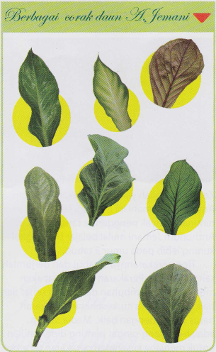 daun anthurium jemani