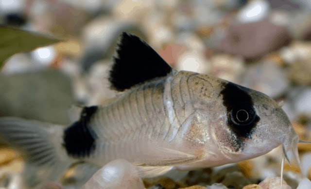 Ikan Panda Corydoras