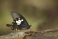 Papilio chaon