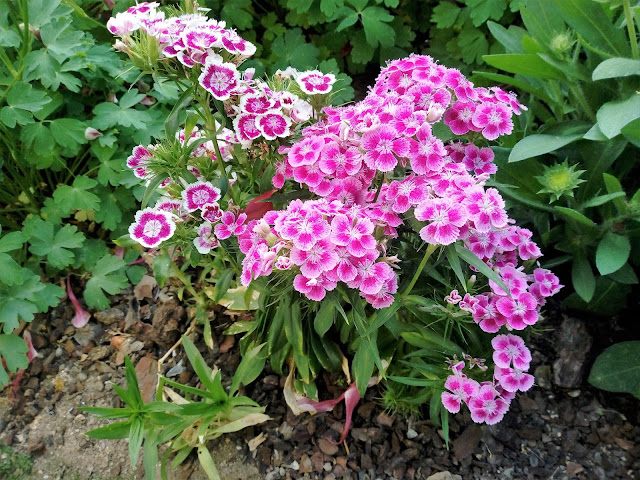 Clavel del poeta (Dianthus barbatus L.).