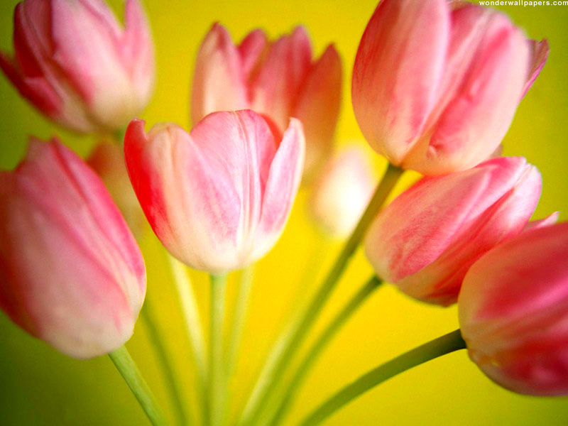 Beautiful Flowers Wallpapers Free Download