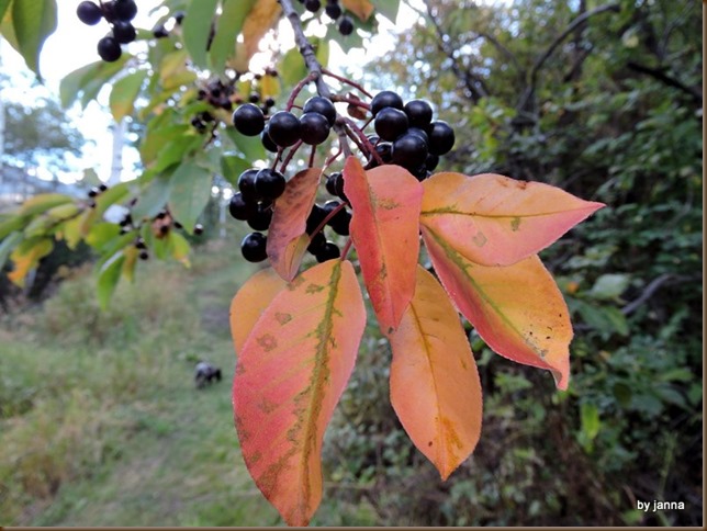 DSCN3116