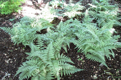 21+ Japanese Painted Fern Ghost