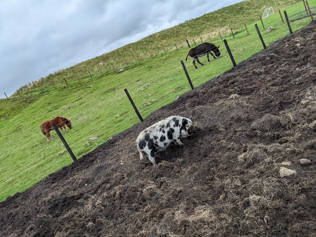 Herding Hill Farm Pigs