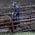 CCTV images 'show man having s£x with a horse' on farm