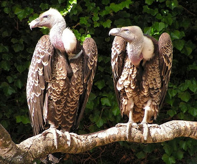 7 Jenis Burung Paling Berbahaya