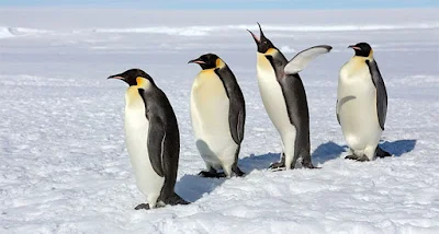 Vì sao chim cánh cụt thường đẻ trứng vào mùa đông