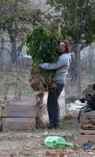 A with a load of pepper plants