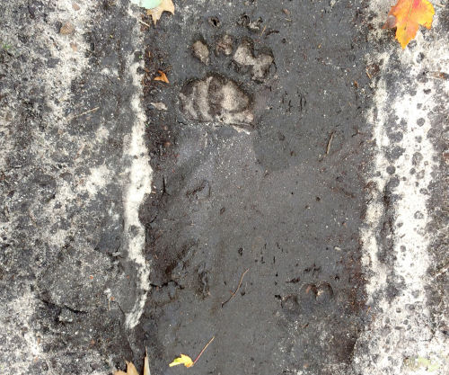 bear tracks