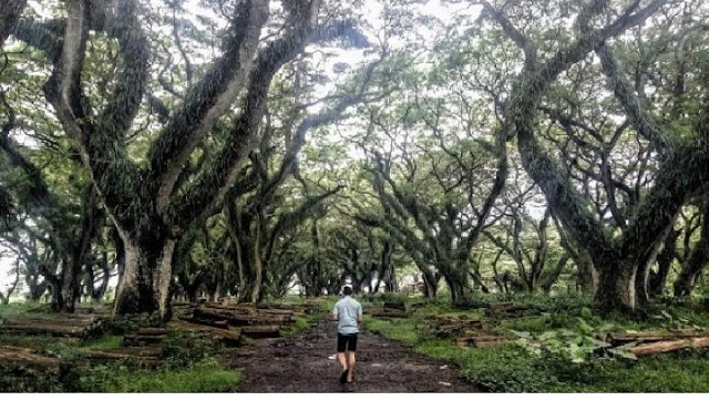 Wow, Forest ' The Lord of The Rings ' is in Banyuwangi?