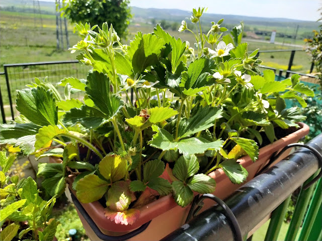 Fresones (Fragaria x ananassa).