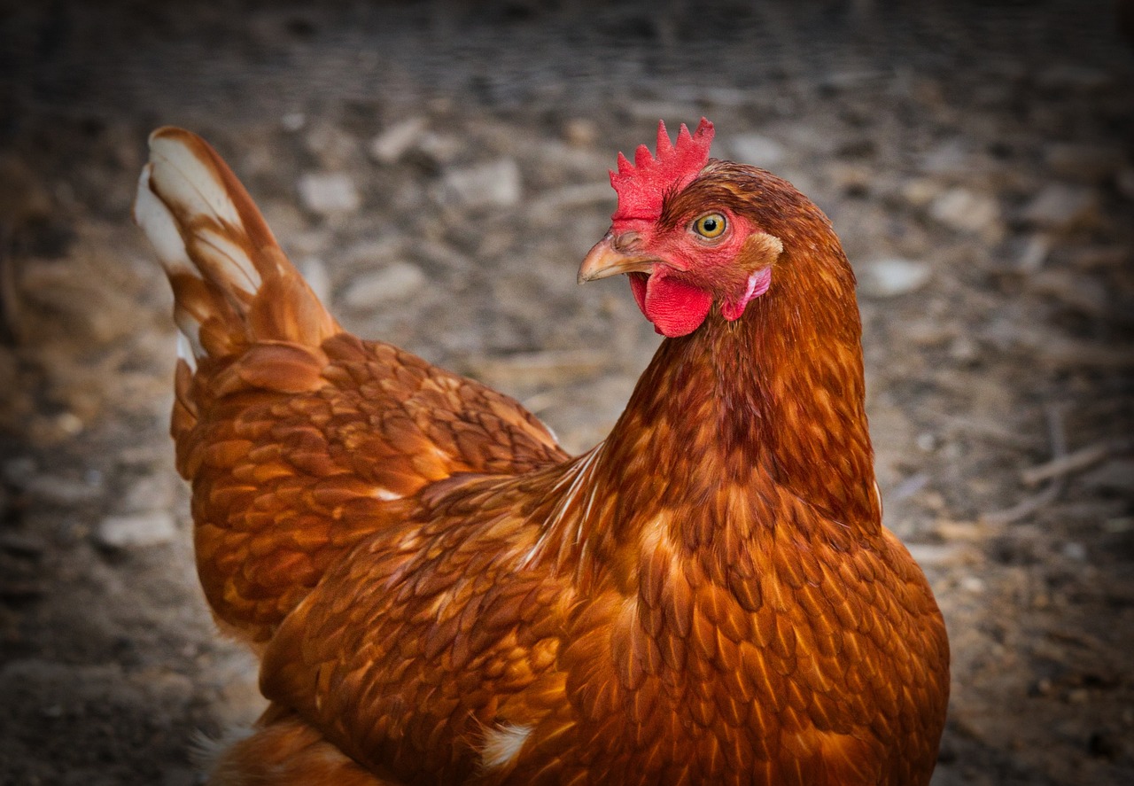 A red backyard hen