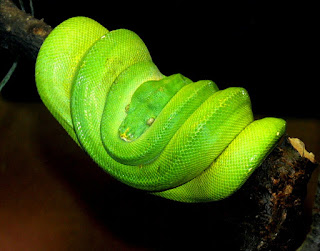 Green Tree Python