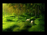  Nature-Wallpaper-106