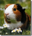 cavia