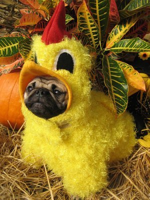 funny pictures of dogs in costumes. Dog in chicken costume